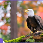 Eagle Quotes