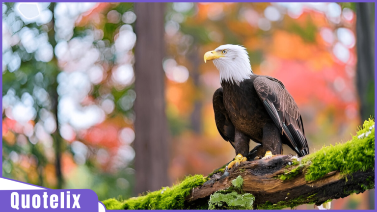 Eagle Quotes