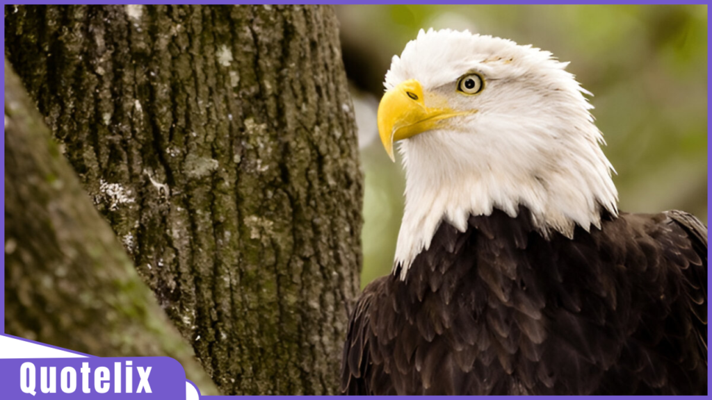 Deep Eagle Quotes on Attitude & Success